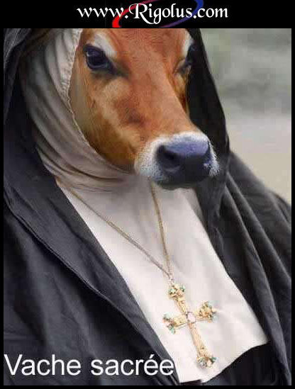 vache